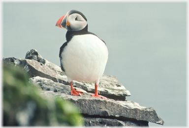 Puffin head turned.