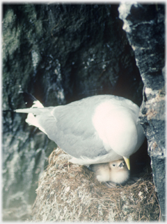 Kittiwake with young chicks.