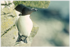 Razorbill head turned.