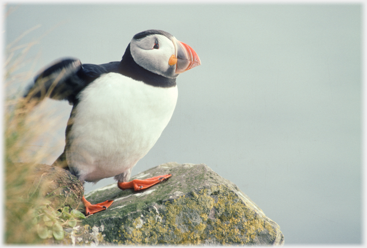 Puffin on rock.