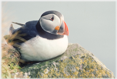 Puffin sitting.