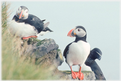 Puffin with Razorbill beyond.