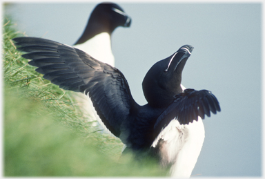 Razorbill flapping.