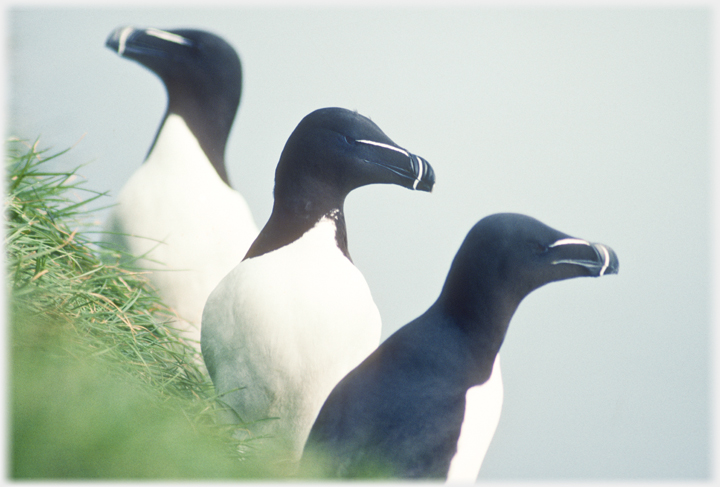 Three razorbills.