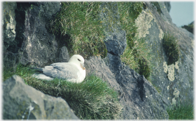 Fulmar on grass ledge.