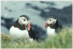 Two puffins in conversation.