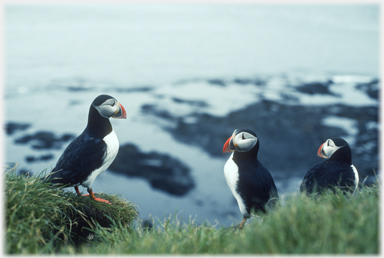 Three puffins in conversation.