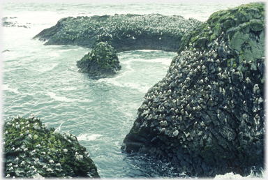 Rocks and islet covered in gulls nests.