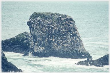 Sea stack with gulls nests.