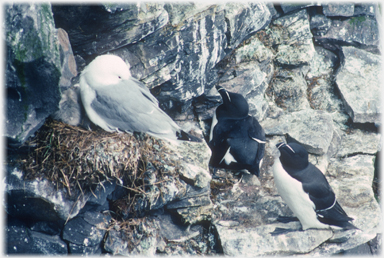 Nesting kittiwake with razorbills.