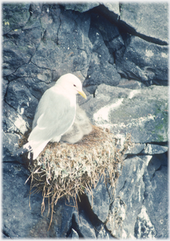 Kittiwake with chicks.