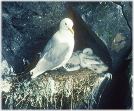 Kittiwake with two chicks.