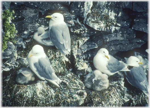 Four kittiwakes with their chicks.