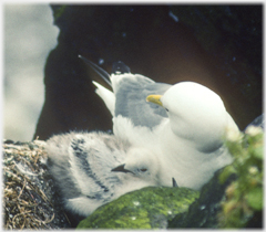 Kittiwake and chick.