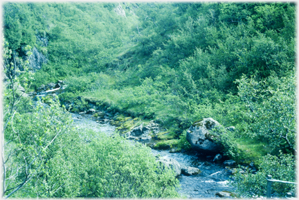 Wooded valley with scruby trees by stream.