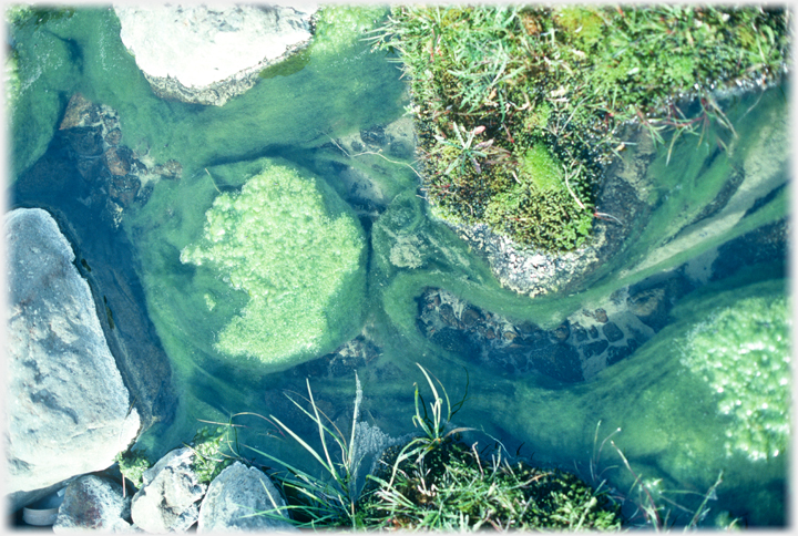 Rock pool with weeds, sand and stones in the water and mosses and grasses out.
