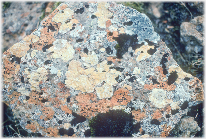 A boulder covered in various coloured lichens.