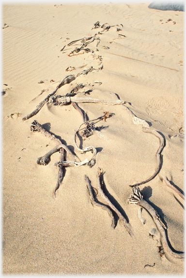 Strewn kelp stems in row along beach.