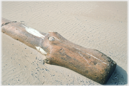 Substantial log lying on sand.