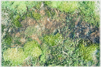 Mixture of mosses and grasses.