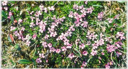 Small pink flowers.