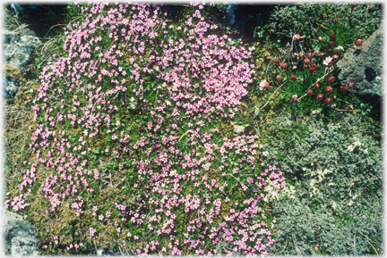 Mass of small pink flowers growing out and down from rocks.