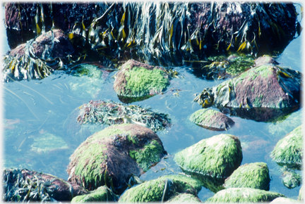 Sea rock pool with bladderwrack.