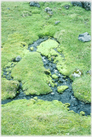 Stream flowing out from under thick moss and grass beds.