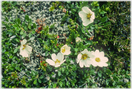 Small yellow flowers.