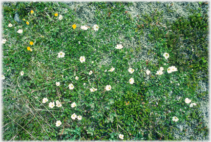 Two types of yellow flower against moss.