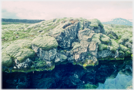 Thick moss on rocks beside stream.