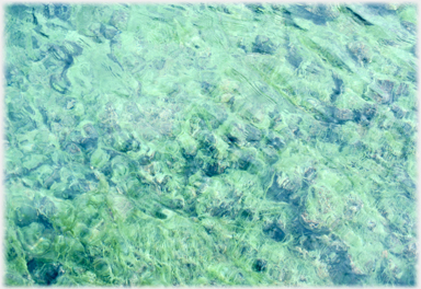 Green weed moving in rippling water.