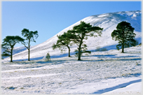 Paper hill in Little Yarrow Valley.