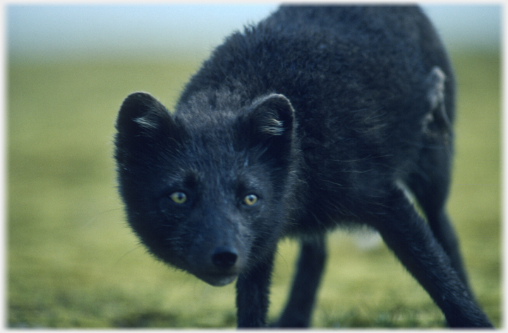 Arctic fox.