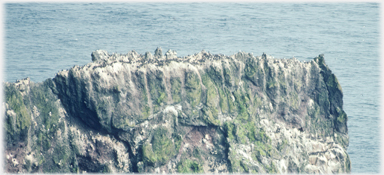 A ridge of rock white with guano.