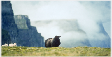 Sheep and lambs with cliffs in cloud behind.