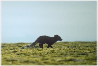 Fox running towards the right.