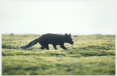 Fox near running towards the right.