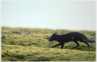 Fox near running towards the left.