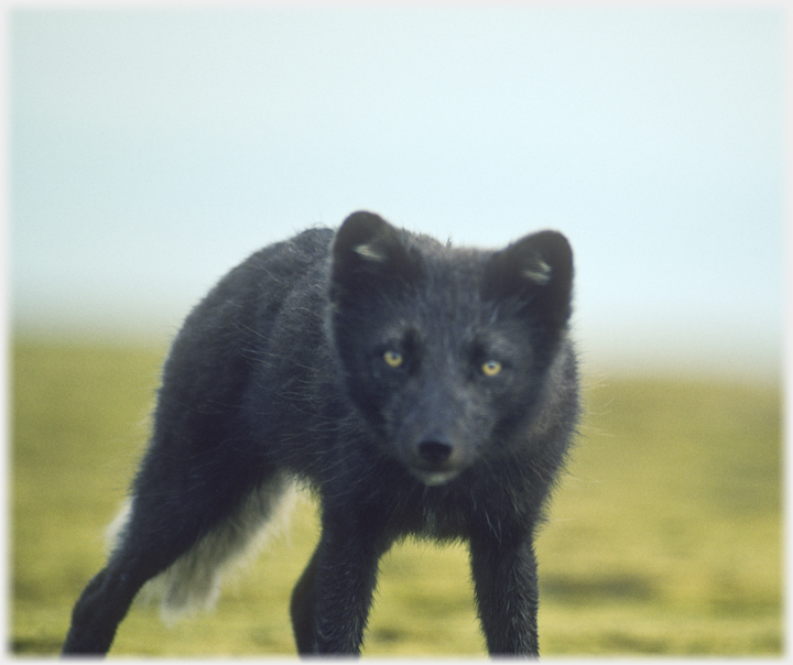 Fox staring head on - near.