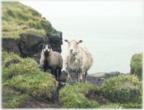 Forlorn sheep and lamb.