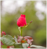 Rose in bud.