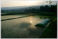 Setting sun across paddy fields.