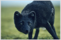 Arctic fox.