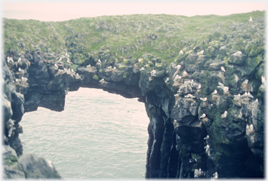 Arch with gulls nests.