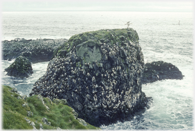 A stack covered in gulls.