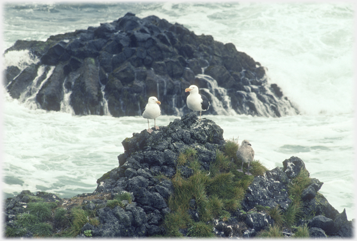 Gulls on top of a stack.