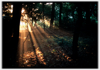 Shafts of sunlight in a wood.
