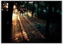 Shafts of sunlight in a wood.