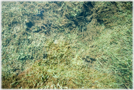 Weeds at the bottom of a pool.